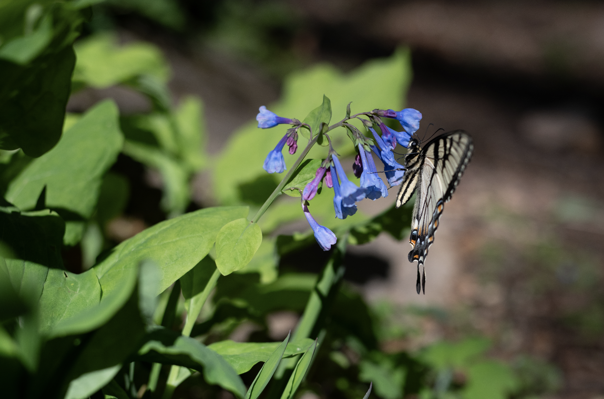 Virginia Bluebell — Reflection Riding | Chattanooga nature center